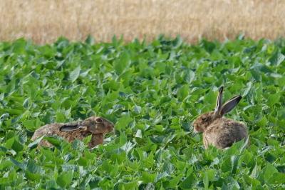 Lepus europaeus