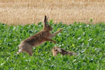 Lepus europaeus