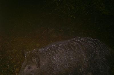 Sanglier