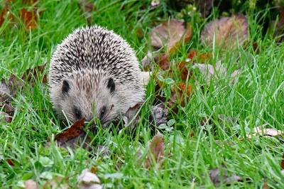 Erinaceus europaeus