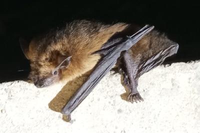 <i>Pipistrellus</i>