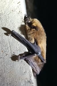 <i>Pipistrellus</i>