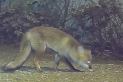 Renard roux
