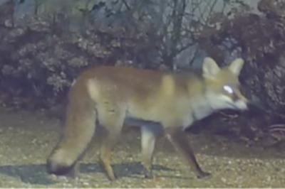 Renard roux