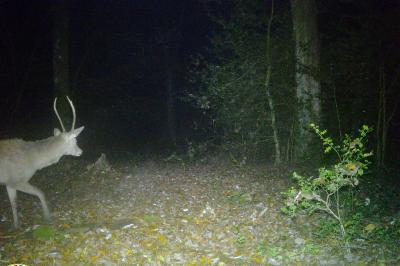 Cerf élaphe