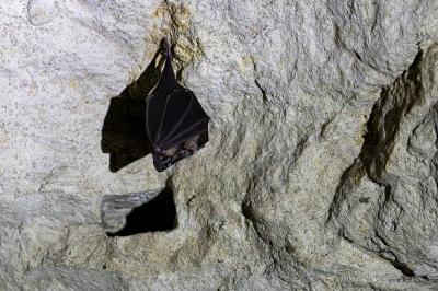 Grand rhinolophe
