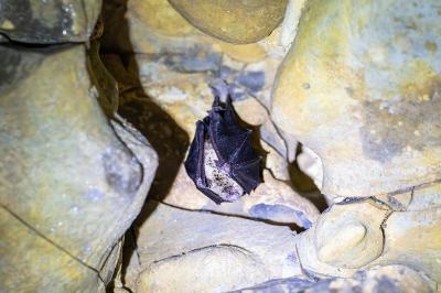Grand rhinolophe
