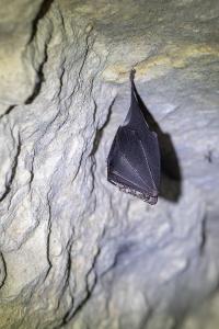 Grand rhinolophe