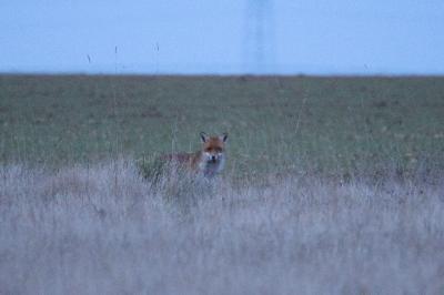Vulpes vulpes