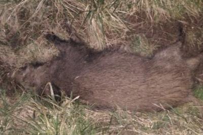 Sanglier