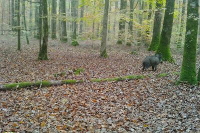 Sanglier