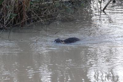 Myocastor coypus