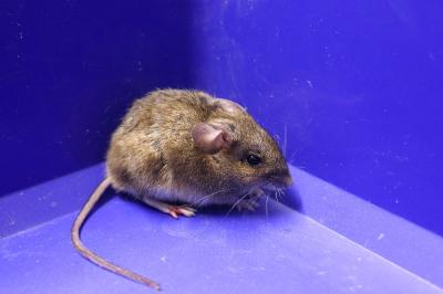 Mus musculus