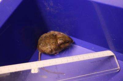 Souris grise