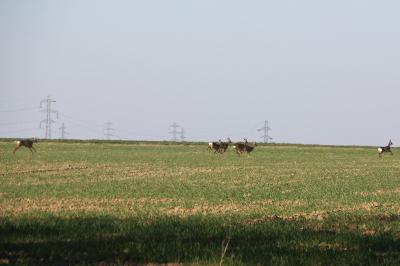 Chevreuil européen