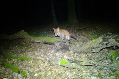 Renard roux