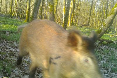 Sanglier