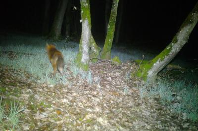 Renard roux