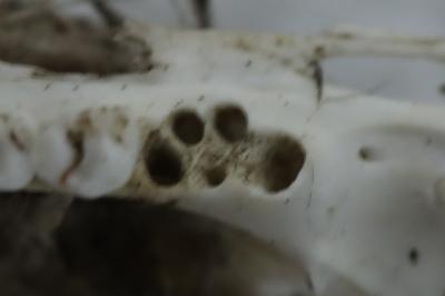 Rattus norvegicus