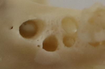 Apodemus sylvaticus