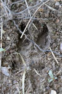 Sanglier