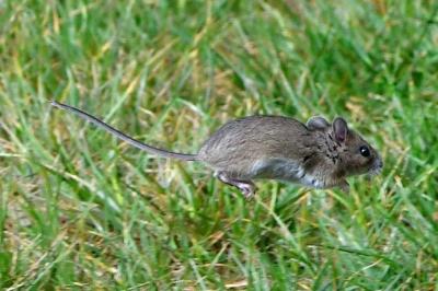 Mulot sylvestre