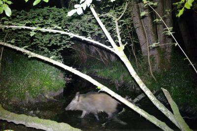 Sanglier