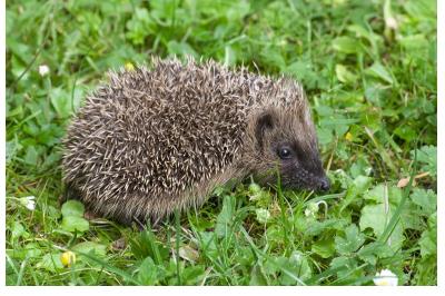 Erinaceus europaeus