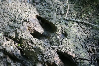 Sanglier