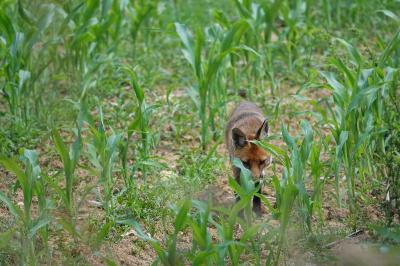 Renard roux