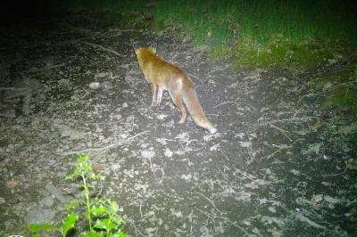 Renard roux