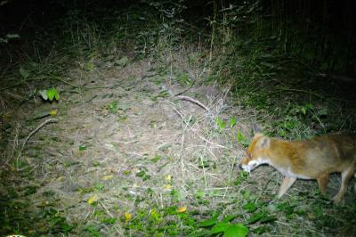 Renard roux