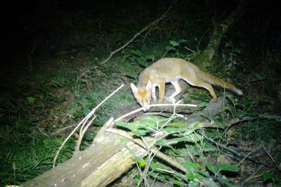 Renard roux
