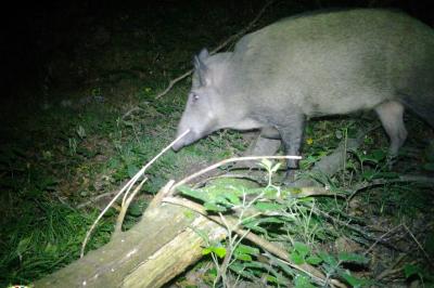 Sanglier