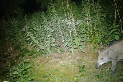 Sanglier
