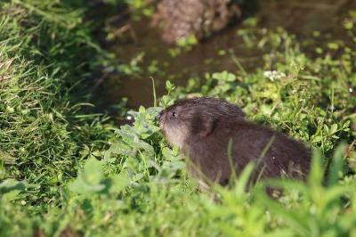 Ondatra zibethicus