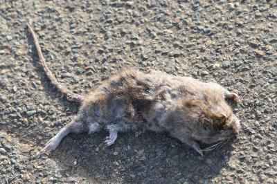 Rat surmulot