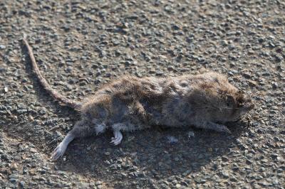 Rat surmulot
