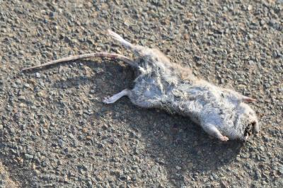 Rat surmulot