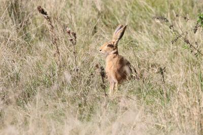 Lepus europaeus