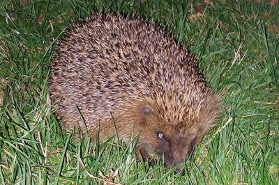 Erinaceus europaeus