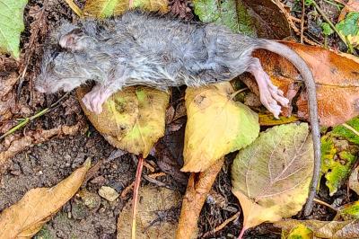 <i>Rattus</i>