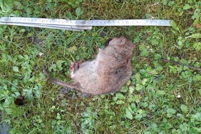 Rat surmulot