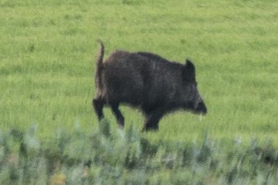 Sanglier
