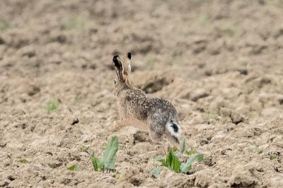 Lepus europaeus