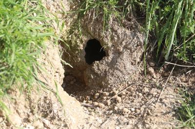 Oryctolagus cuniculus