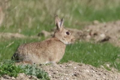 Oryctolagus cuniculus