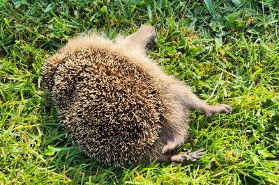 Hérisson d'Europe
