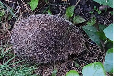 Hérisson d'Europe