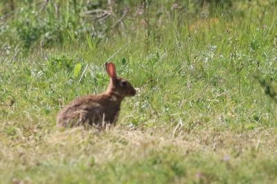 Lapin de garenne